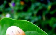 Cómo combatir los caracoles en el jardín: mis remedios caseros probados
