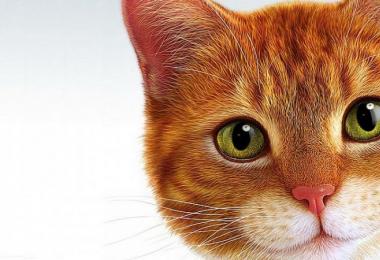 Cats - signs, superstitions, beliefs