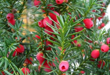 Konica spruce and other types of conifers in the design of a summer cottage