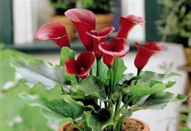 Recommendations for growing calla lilies at home