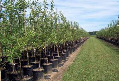 ¿Cuándo es mejor plantar plántulas de árboles frutales en primavera u otoño?