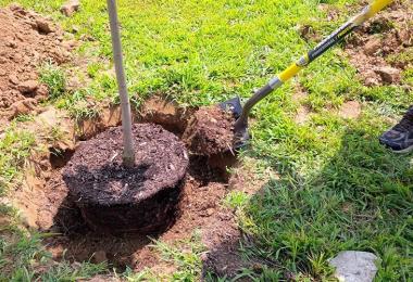 Planting fruit trees and shrubs