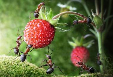 How to get rid of garden ants using traditional methods