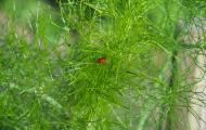 How to get rid of aphids on dill