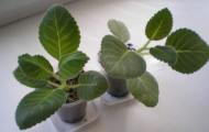 Learning to care for gloxinia at home All about the gloxinia flower