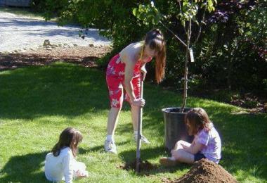How and when to plant fruit tree seedlings in spring?
