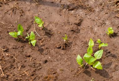 How to improve clay soil on the site
