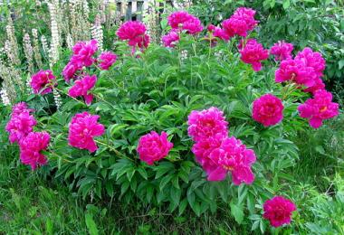 Growing tree and herbaceous peony in open ground, care recommendations, propagation and flowering, proper planting and replanting
