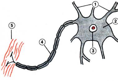 Ljudski nervni sistem Kako funkcioniše nervni sistem tela?