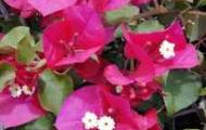 How to properly care for bougainvillea at home: features, home varieties Violet bougainvillea