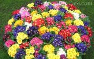 Beautiful and interesting flower beds at the dacha with your own hands (photo)
