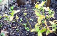 How to plant blueberries on the plot and provide them with proper care?