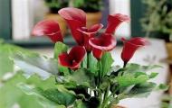 Recommendations for growing calla lilies at home