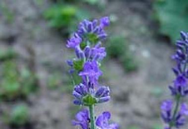 Fragrant lavender: planting and caring for flowers in the open ground