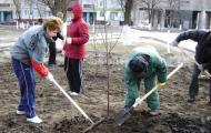 Planting fruit trees