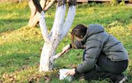 Treatment of apple trees in spring against diseases and pests
