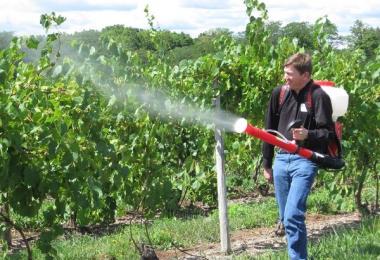 Spraying grapes - benefits