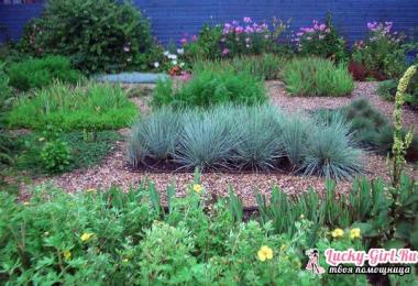 Gray fescue: growing from seeds, reviews from gardeners