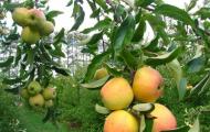 Карликові яблуні: сорти, відгуки та опис