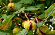 How to grow horse chestnut in the garden?